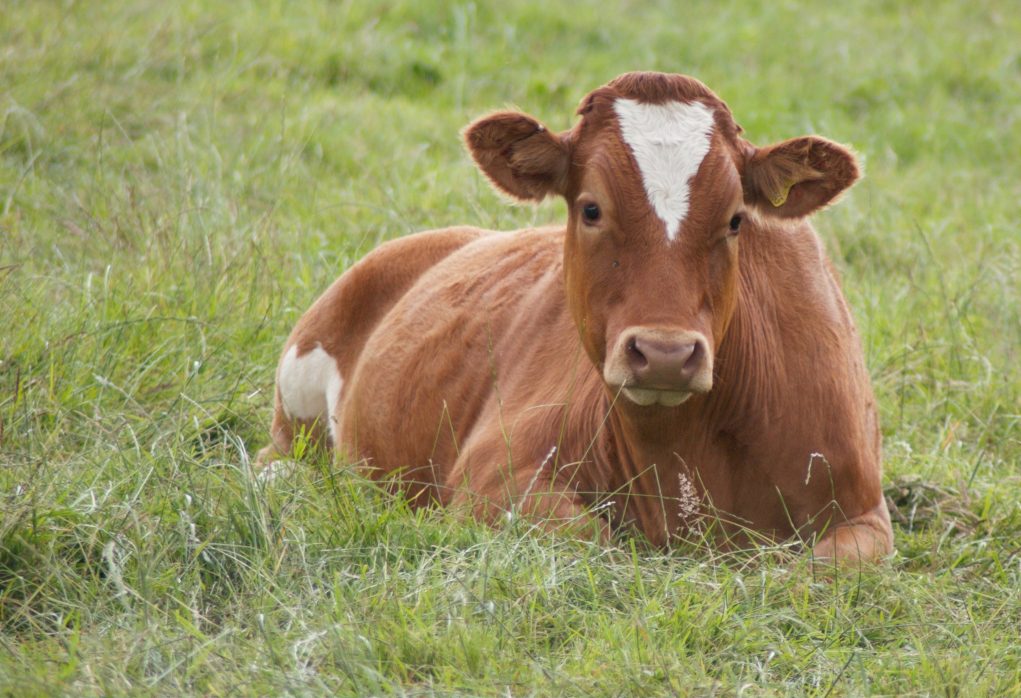 vaca de leite deitada no pasto