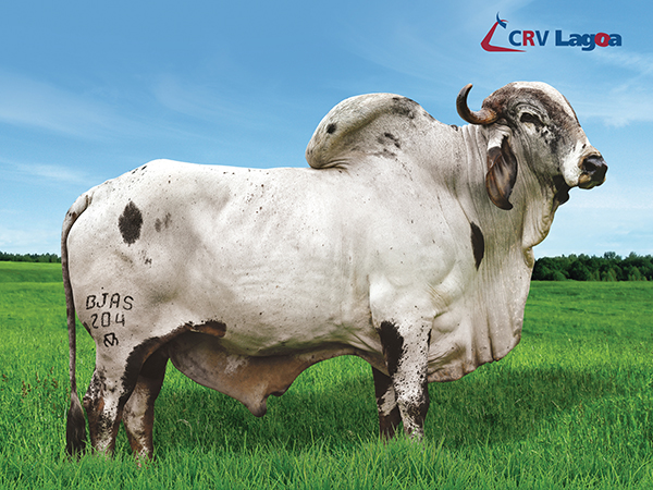 Delegado_leite-zebu-crv-lagoa