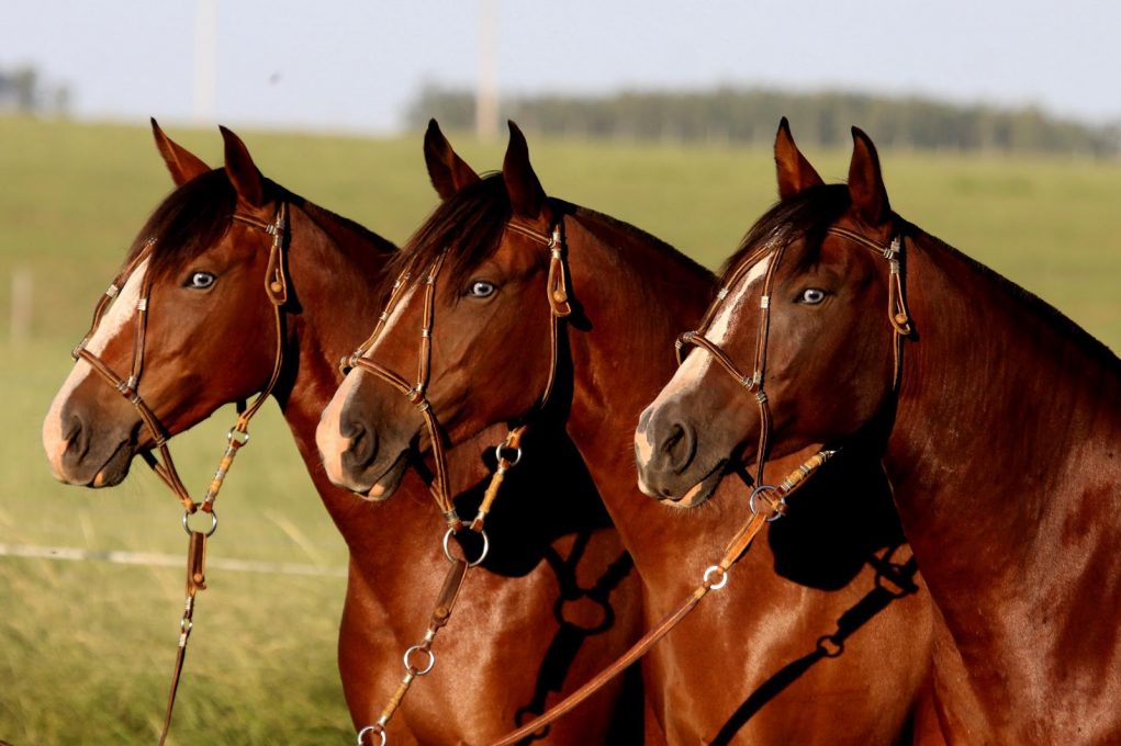 CAVALO CRIOULO 1