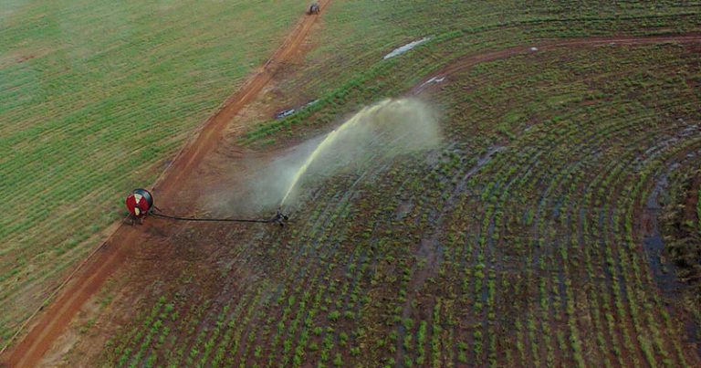 Lavoura com aplicação de vinhaça