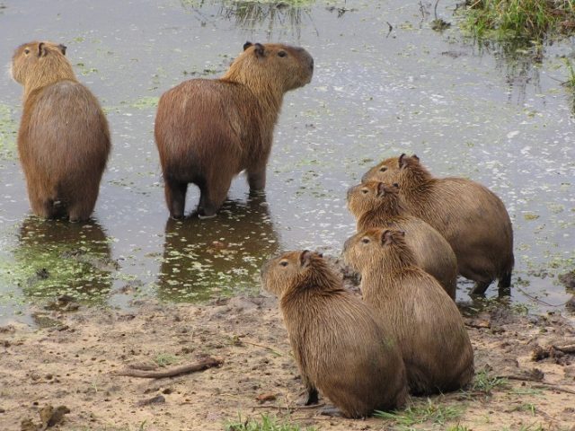 Pelos-de-capivaras-podem-ajudar-a-identificar-a-espécie Pelos de capivaras podem ajudar a identificar a espécie