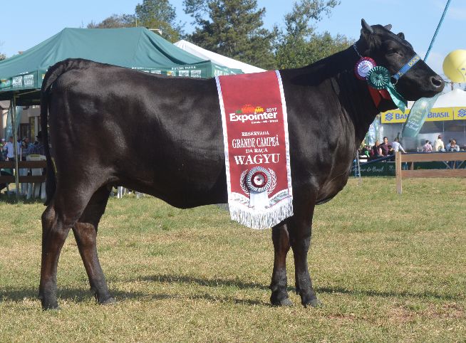 Reservada de grande campeã da raça Wagyu