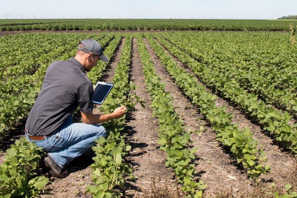 Software-da-solução-da-Bembras-Agro-analisa-diversos-aspectos-das-plantas-no-campo