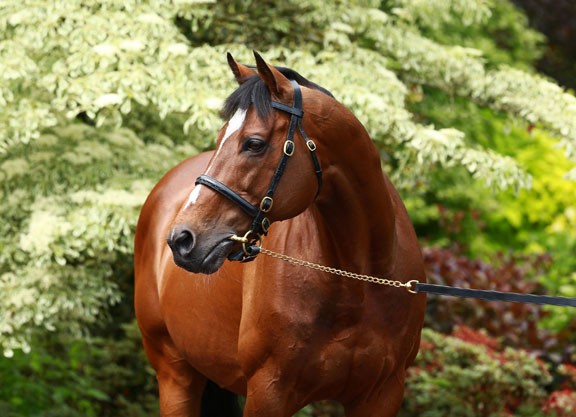 Soldier of Fortune e Roderic O'Connor demonstraram o poderio de Galileo (foto) na criação brasileira Imagem: Coolmore