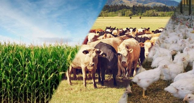 agropecuária agropecuária
