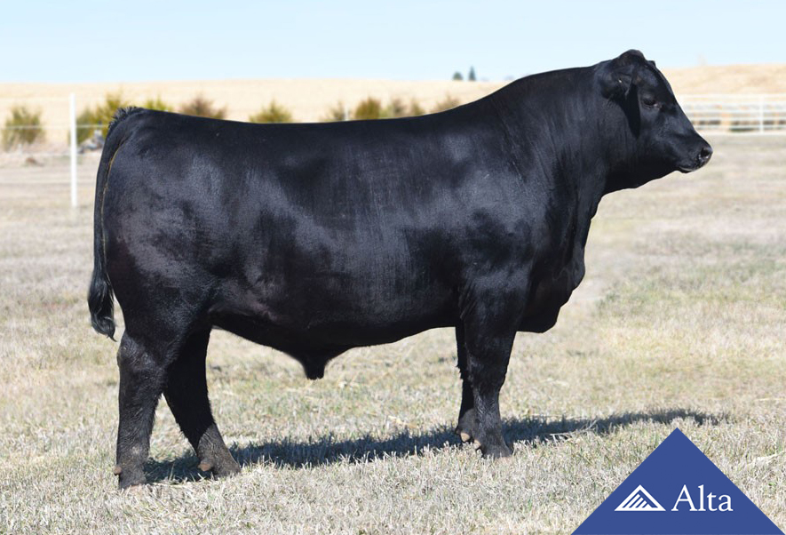 alta-genetics-Ellingson-Top-Gun-Aberdeen-Angus