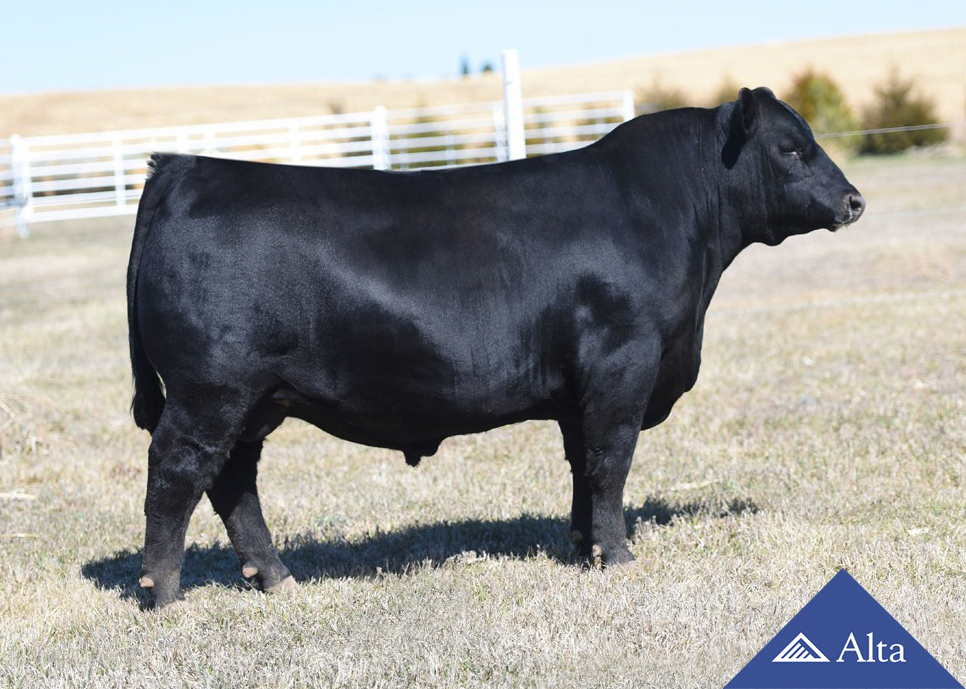 alta-genetics-Icon-Aberdeen-Angus