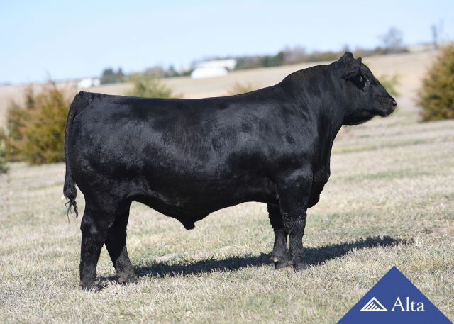 alta-genetics-Leadman-Aberdeen-Angus alta-genetics-Leadman-Aberdeen-Angus