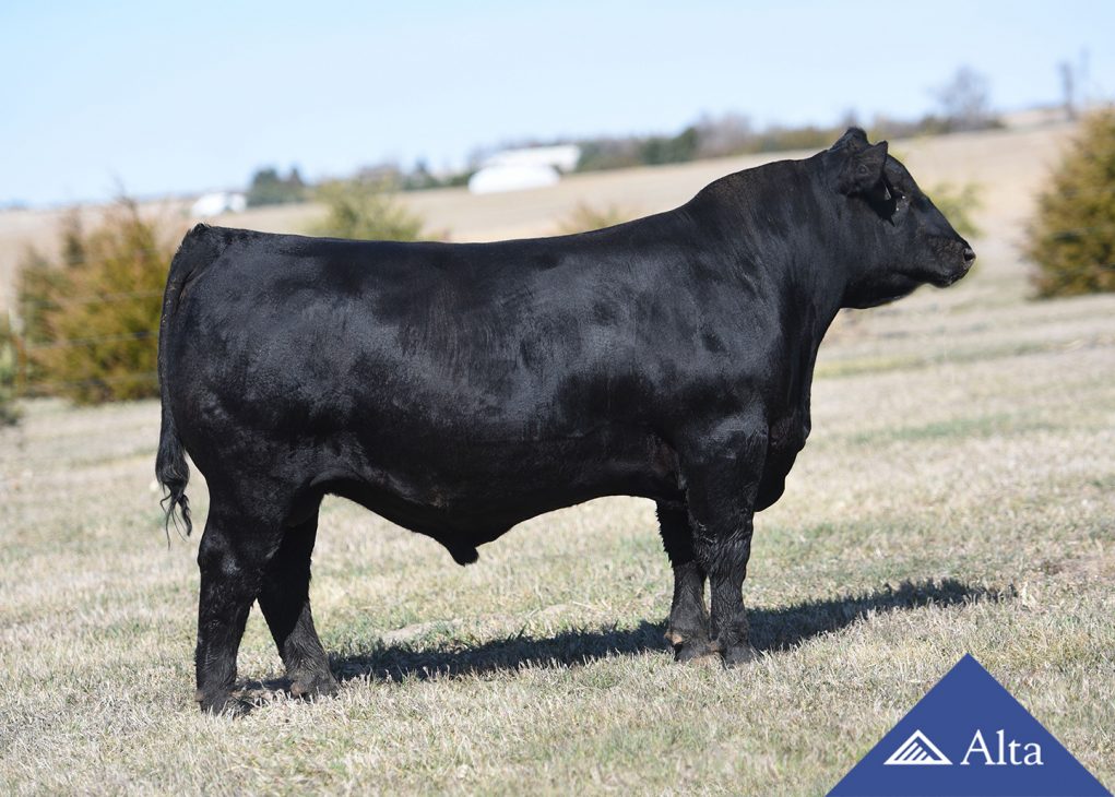 alta-genetics-Leadman-Aberdeen-Angus