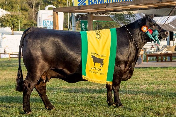 Vaca adulta São Bibiano Daddy 7524 TE Zorzal, da Cabanha São Bibiano, é a Grande Campeã da Expointer