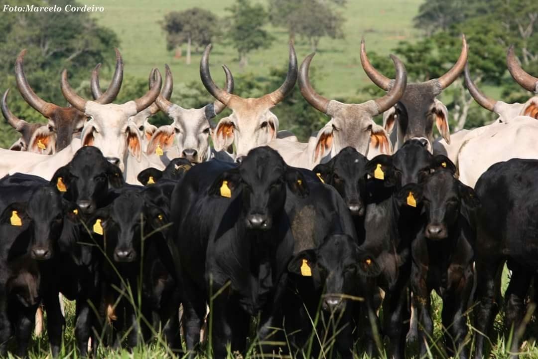 bezerras guzolando com vacas guzera ao fundo