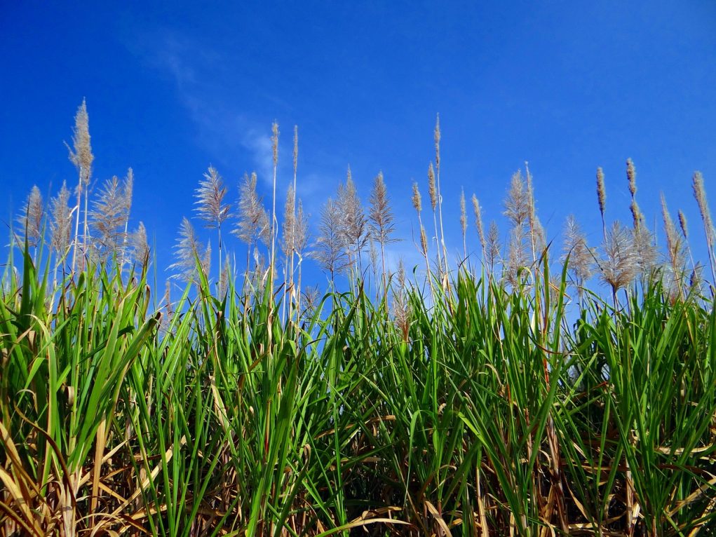 cana-de-acucar-plantacao