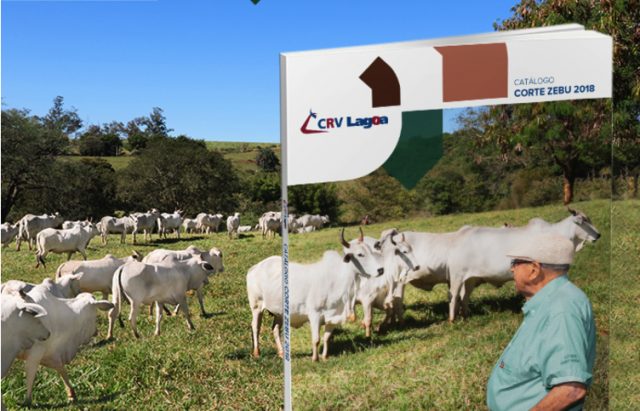 catalogo-zebu-corte-crv-lagoa catalogo-zebu-corte-crv-lagoa
