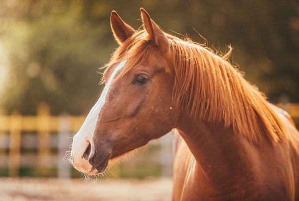 Saiba o que é necessário para ter um cavalo como animal de