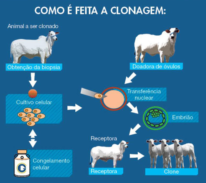 como-e-feita-clonagem-animal