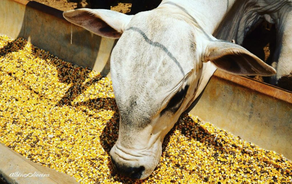 ABATE DE CAVALO PARA FAZER CARNE SECA PASSO A PASSO IMAGENS