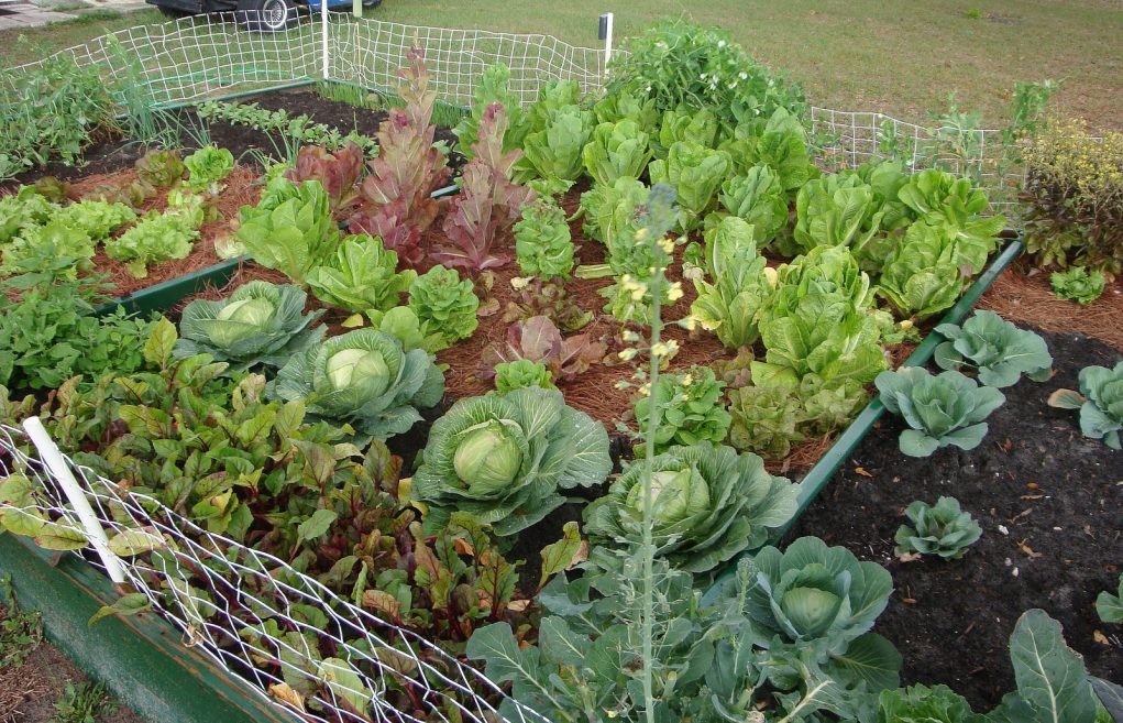 excellent-ideas-vegetables-garden-vegetable-garden-planting-guide-how-to-start-a