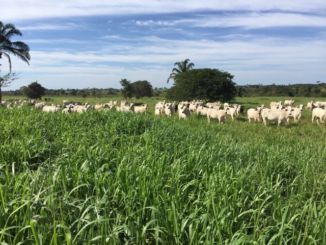 fazenda-vira fazenda-vira