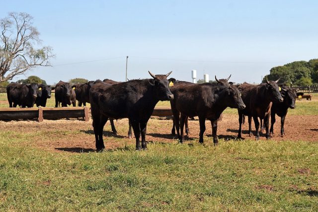 femeas-da-raca-wagyu femeas-da-raca-wagyu