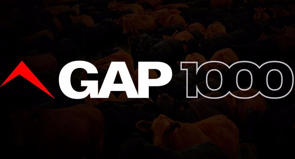 gap-genetica-1000-animais