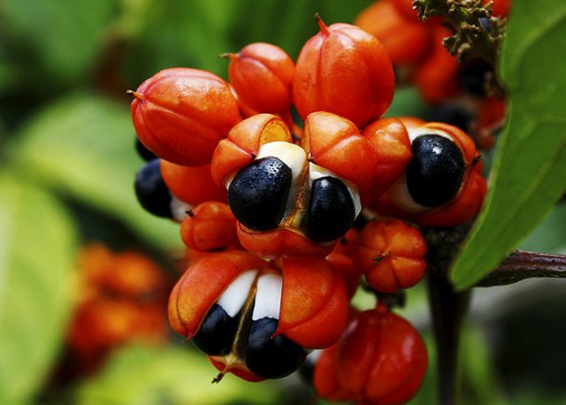guaraná guaraná