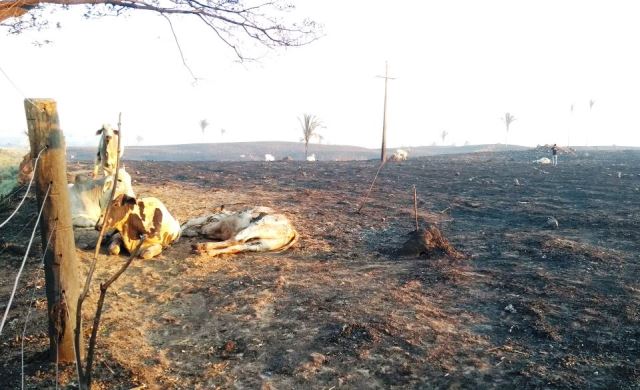 incendio-mata-gado-em-tocantis