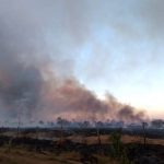 incendio-mata-gado-em-tocantis