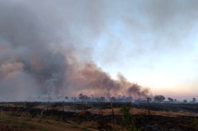 incendio-mata-gado-em-tocantis