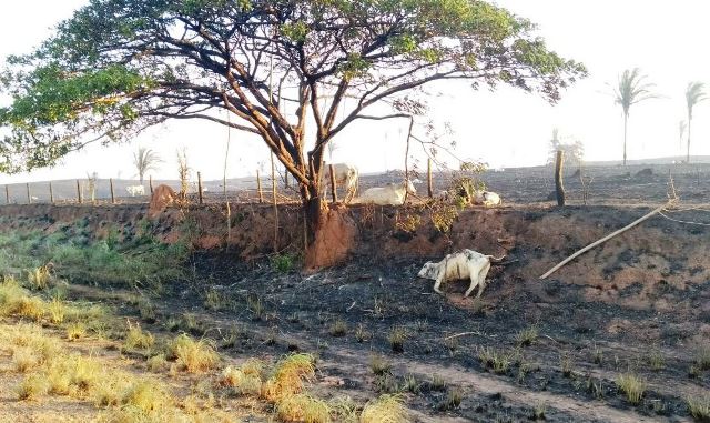 incendio-mata-gado-em-tocantis