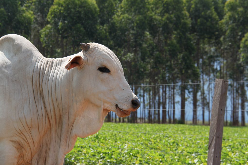 integracao-lavoura-pecuaria-floresta-da-embrapa