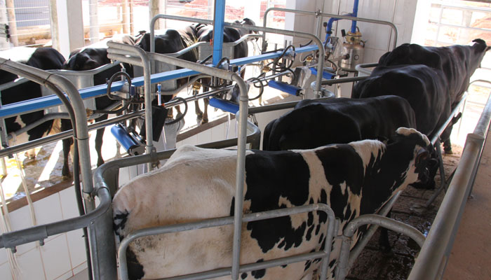 Nascimento de bezerros permitirá avaliação de efeito da ILPF na produção leiteira