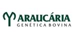 logo-araucaria-genetica