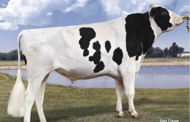 mogul-sembra-select-sires mogul-sembra-select-sires