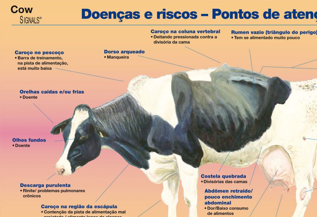 poster_vaca_doente_doencas_e_riscos_pontos_de_atencao-close