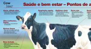 poster_vaca_saudavel_saude_e_bem_estar_pontos_de_atencao-close