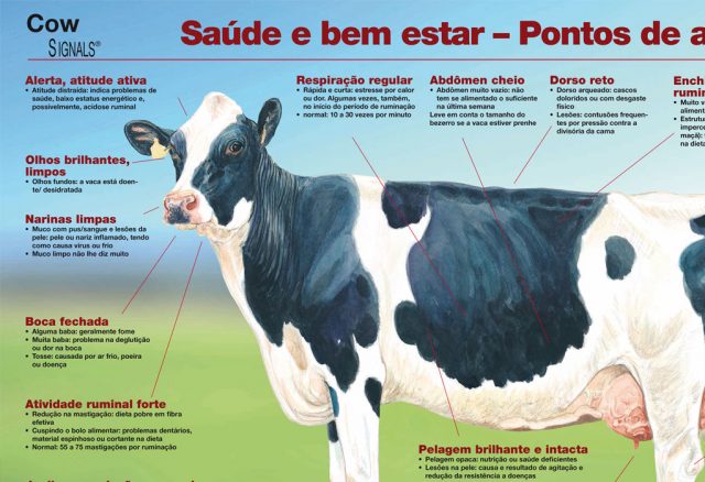 poster_vaca_saudavel_saude_e_bem_estar_pontos_de_atencao-close poster_vaca_saudavel_saude_e_bem_estar_pontos_de_atencao-close