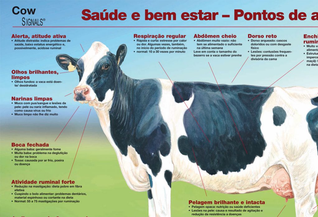 poster_vaca_saudavel_saude_e_bem_estar_pontos_de_atencao-close