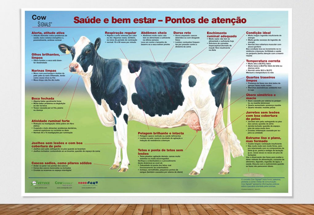 poster_vaca_saudavel_saude_e_bem_estar_pontos_de_atencao