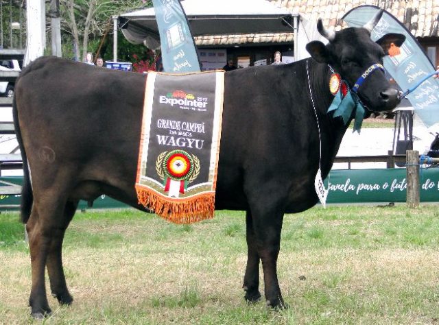 Grande campeã da raça Wagyu Grande campeã da raça Wagyu