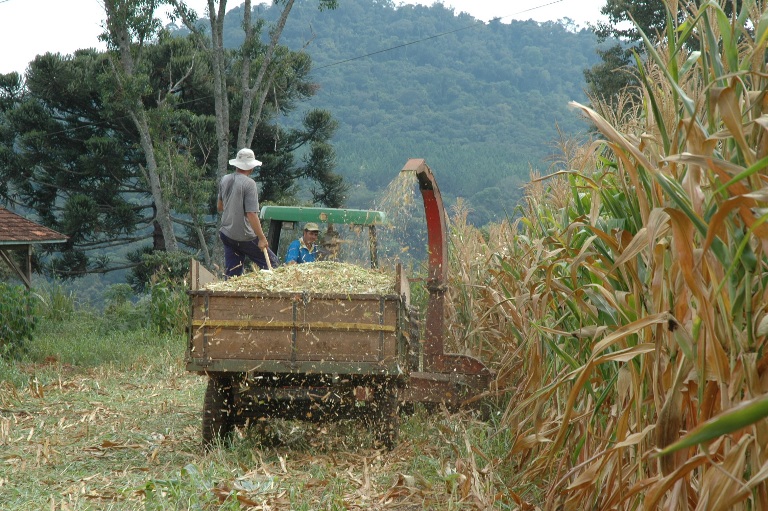 O grande destaque na produção de silagem está nas regiões de Chapecó e São Miguel do Oeste. Foto: Epagri/ Divulgação