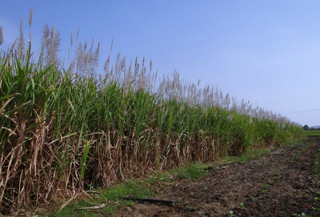 cana de açucar plantada cana de açucar plantada