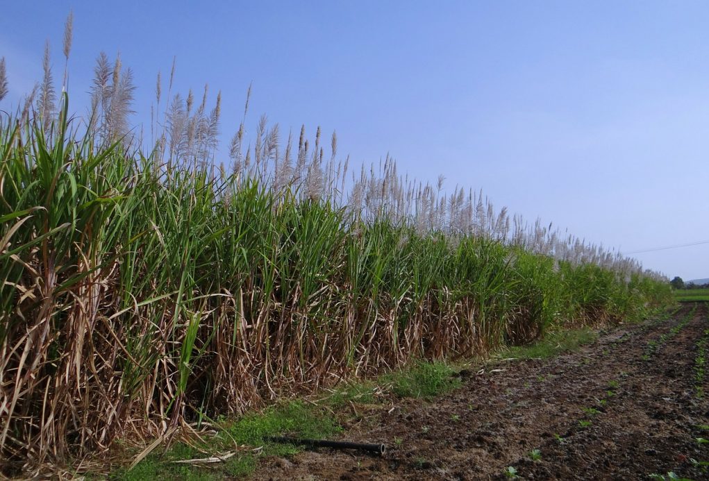 cana de açucar plantada