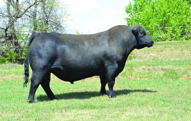 touro-Easy-Decision-semex touro-Easy-Decision-semex