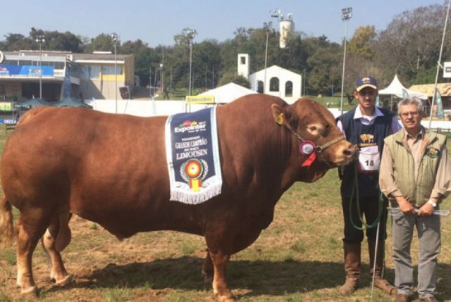 touro-limousin-3m-batista touro-limousin-3m-batista