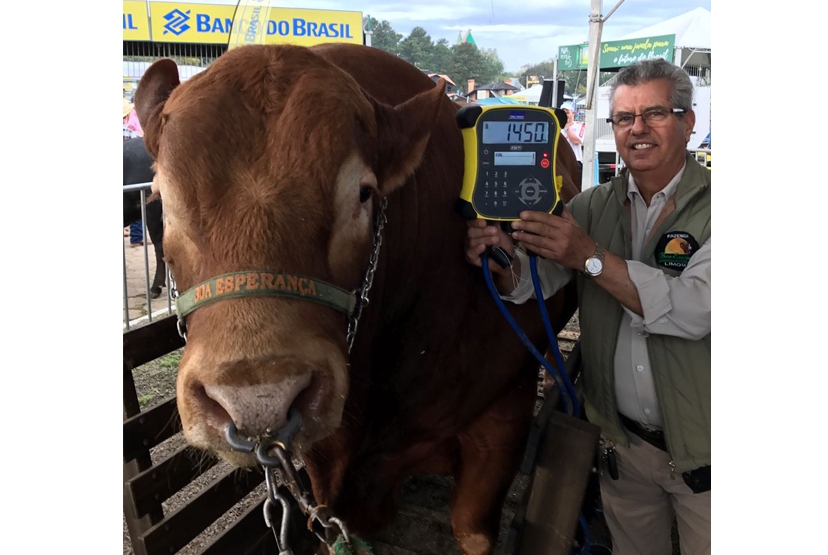 touro-limousin-3m-batista-balanca