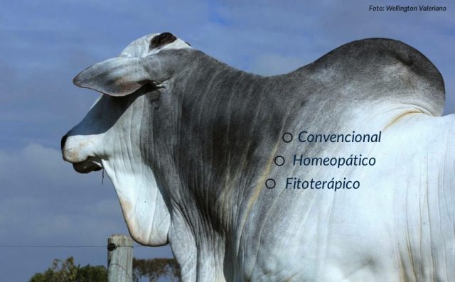 touro-nelore-comparacao