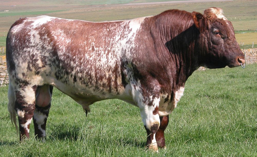 touro da raca shorthorn