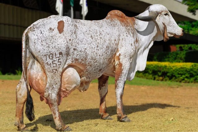 vaca-helga-fiv-tol vaca-helga-fiv-tol