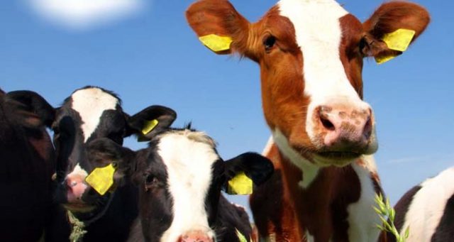 vacas-de-leite vacas-de-leite