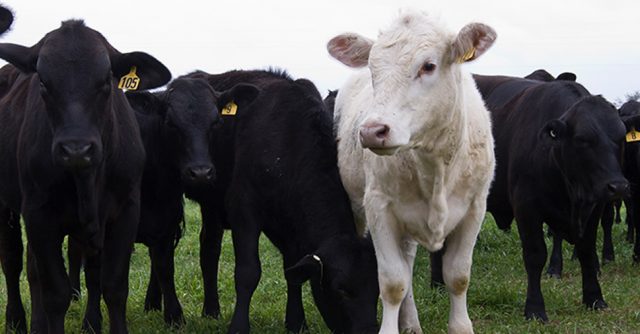 vacas-resistentes-ao-calor vacas-resistentes-ao-calor